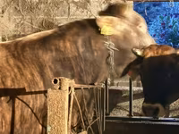 Býk, Swiss cattle — foto 2