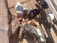 Turkeys — 사진 1