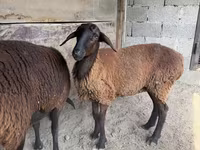 Ovca, Karakul sheep — fotografija 2