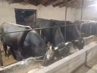 گاو نر, Swiss cattle — عکس 1