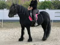گھوڑا, Fell pony — تصویر 8