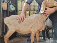 قوچ, Arashan sheep — عکس 6