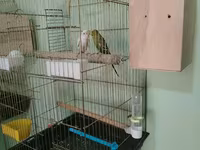 Her qusun altinda 5 bala var bunda elave 3 dene elave kletka pay — foto 2