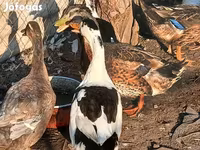 Ducks — zdjęcie 1