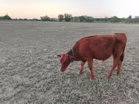 Lo’, Red Steppe Cow — sawirka 4