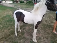 اسب نر, Hucul pony — عکس 2