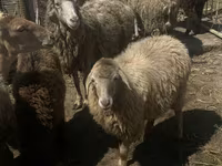گوسفند (گروه، جنسیت مشخص نشده), گوسفند — عکس 6