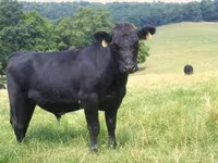 Bou, Simmental cattle — foto 1