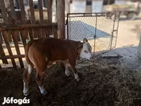 Býk, Simmental cattle — foto 4