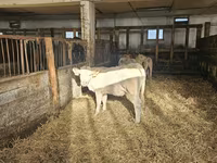 Sapi, Charolais cattle — foto 3