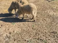 Bélier, Moutons — photo 2