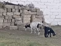 Koza, Kozy — zdjęcie 3