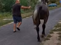 Koń, Lipizzaner — zdjęcie 5