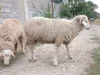 قوچ, گوسفند — عکس 5