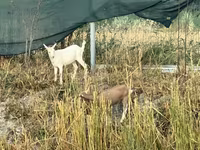 แพะตัวเมีย, Saanen goat — รูปภาพ 1