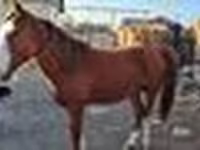 ม้าตัวผู้, Kazakh horse — รูปภาพ 6
