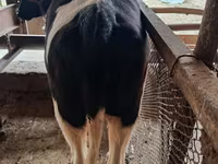 گاو ماده, Russian Black pied cattle — عکس 2