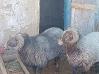 قوچ, Arabi sheep — عکس 2
