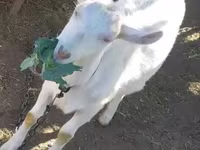 बकरी, Saanen goat — फ़ोटो 2