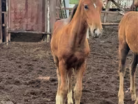 Klisna, Thoroughbred horse — foto 3