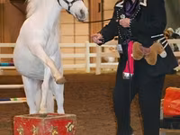 Klisna, Miniature horse — foto 5