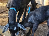 Capră, Nubian Goat — foto 1