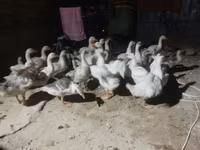 Geese — 사진 4