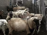 Keçi, Alpine goat — foto 1