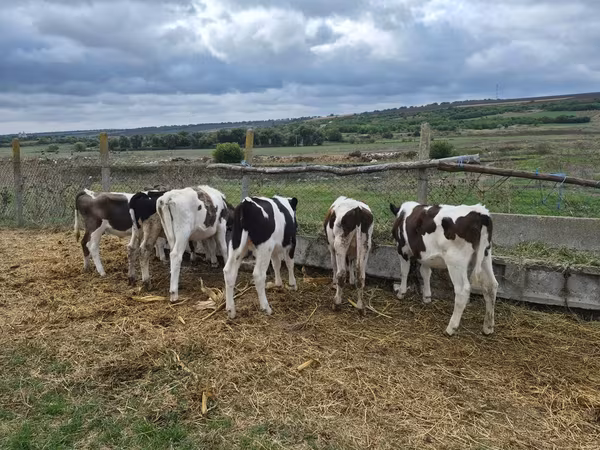 ወንድ በሬ, Cattle