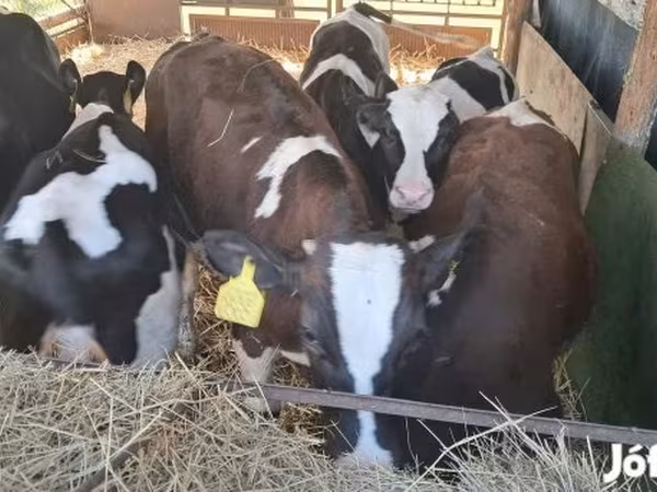 گاو نر, Simmental cattle