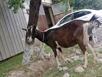 თხა, Alpine goat — ფოტო 2
