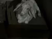 Capra, Saanen goat — foto 5