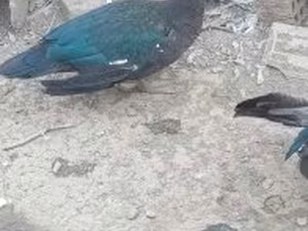 家养麝香鸭