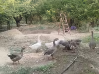 Geese — foto 2