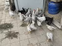 Chickens — zdjęcie 1