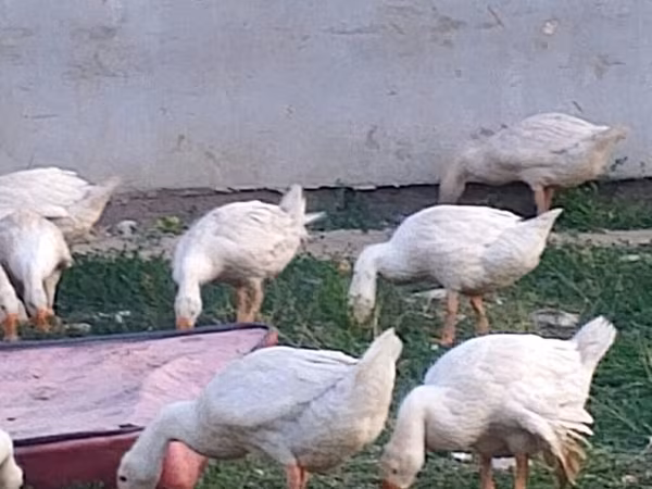 Geese