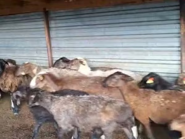 ვერძი, Adal sheep