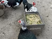 مسکوی خانگی — عکس 2