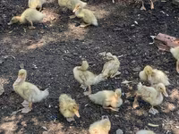 Ducks — foto 1