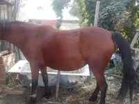 母马, Horses — 照片 5