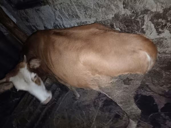 Sapi, Red-spotted breed