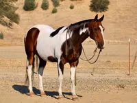 Kuda jantan, National Show Horse — foto 6