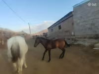 Cavalo, Cavalos — foto 3