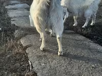 Chèvre, Saanen goat — photo 2
