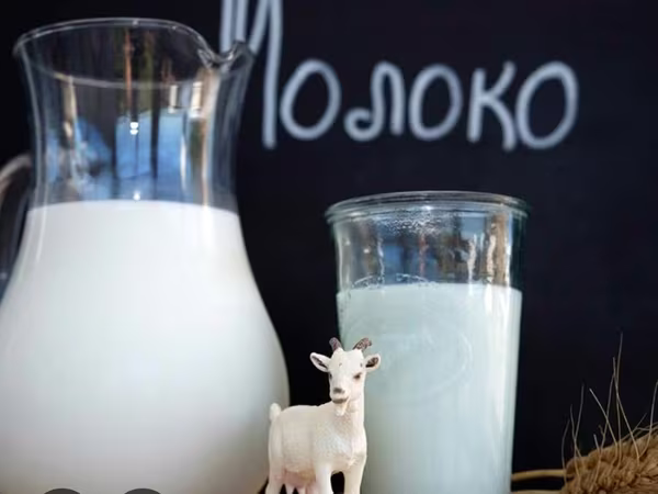 Kambing betina, Goats