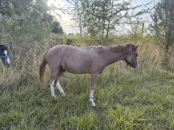 Hengst, Pferde