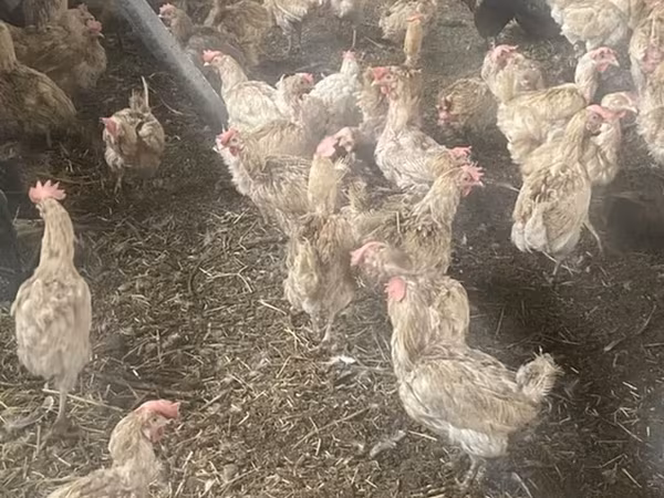 Chickens