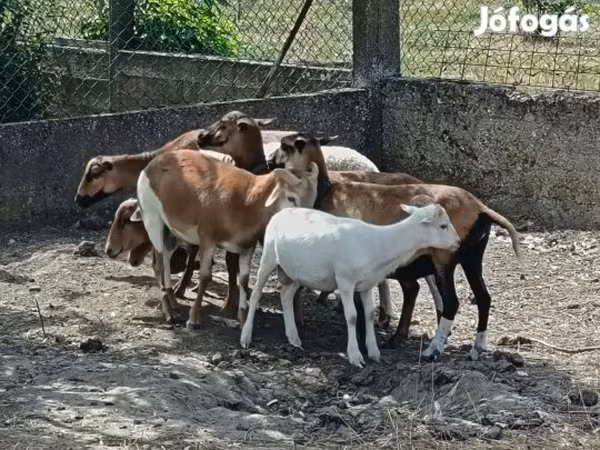 母羊, Cameroon sheep