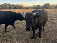 Bull, Wagyu — photo 1