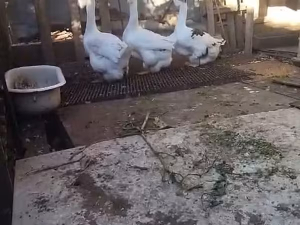 Geese